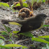 American Redstart      female
