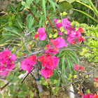 bougainvillea