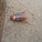 Oriental Cockroach (male)