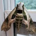Intermediate Sphinx Moth