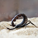 Black fattail scorpion