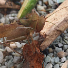 Dead Leaf Grasshopper