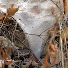 Funnel Weaver web