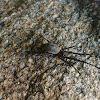 Big -Bellied Tylorida spider