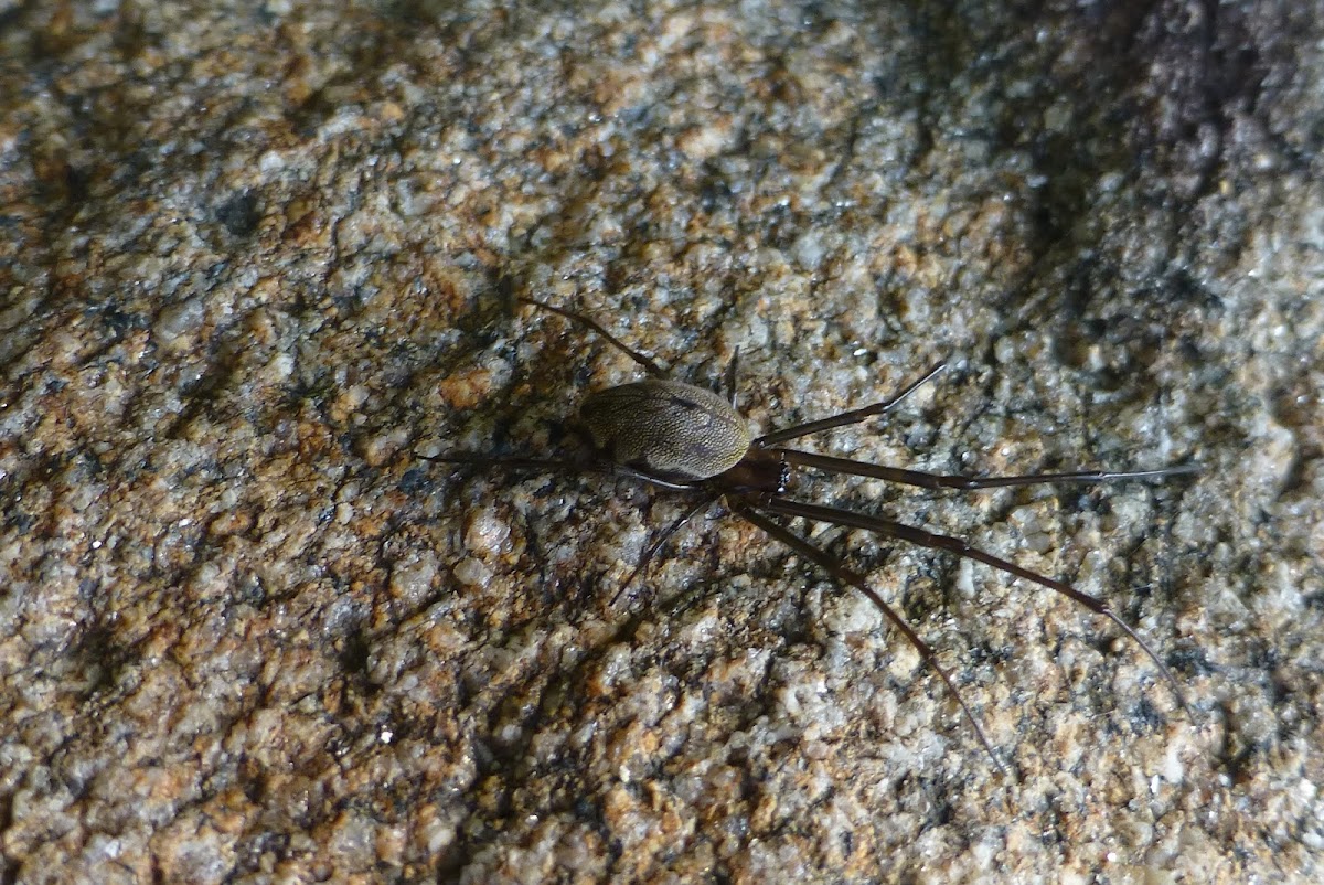 Big -Bellied Tylorida spider