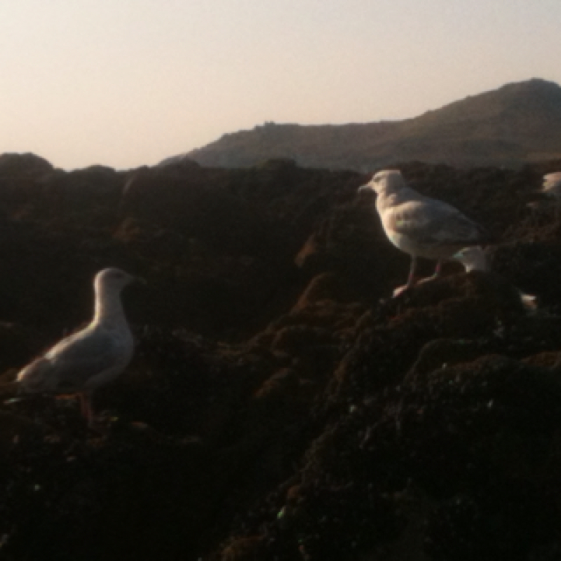 Sea Gull