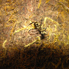 Golden Carpenter Ant
