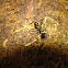 Golden Carpenter Ant