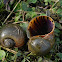 Apple Snails