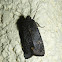 Pitch Black Moth