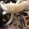 Fawn mushroom (deer mushroom)