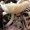 Fawn mushroom (deer mushroom)