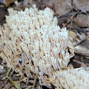 Clavarioid fungi