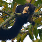 Malayan Giant Squirrel