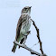 Grey-streaked Flycatcher