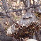 Paper Wasps