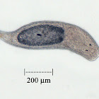 Freshwater Flatworm