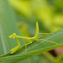 Praying mantis