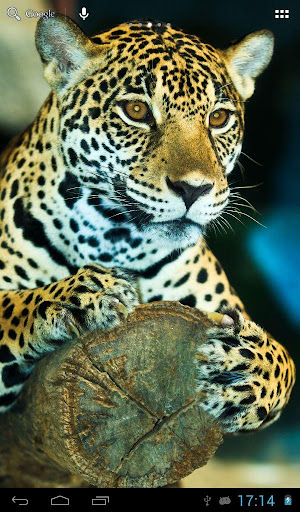 Jaguars Wallpapers