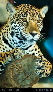 How to mod Jaguars Wallpapers 2.7 apk for android