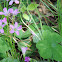 Oxalis, Wood Sorrel