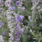 Russian sage