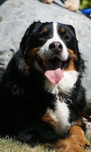 Bernese Mountain Dogs Puzzle Screenshots 3