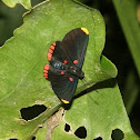 Red-bordered Pixie