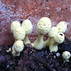 Flower pot mushroom 