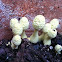 Flower pot mushroom 