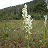 White bog orchid, bog candles