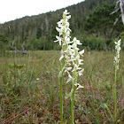 White bog orchid, bog candles
