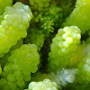Sea grapes or Green caviar