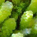 Sea grapes or Green caviar