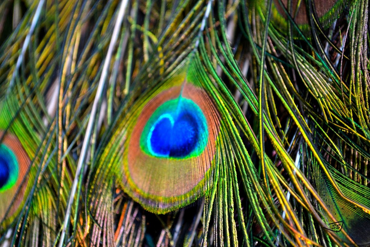 Indian Peafowl