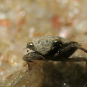 Toad Bug