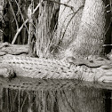 American Alligator 