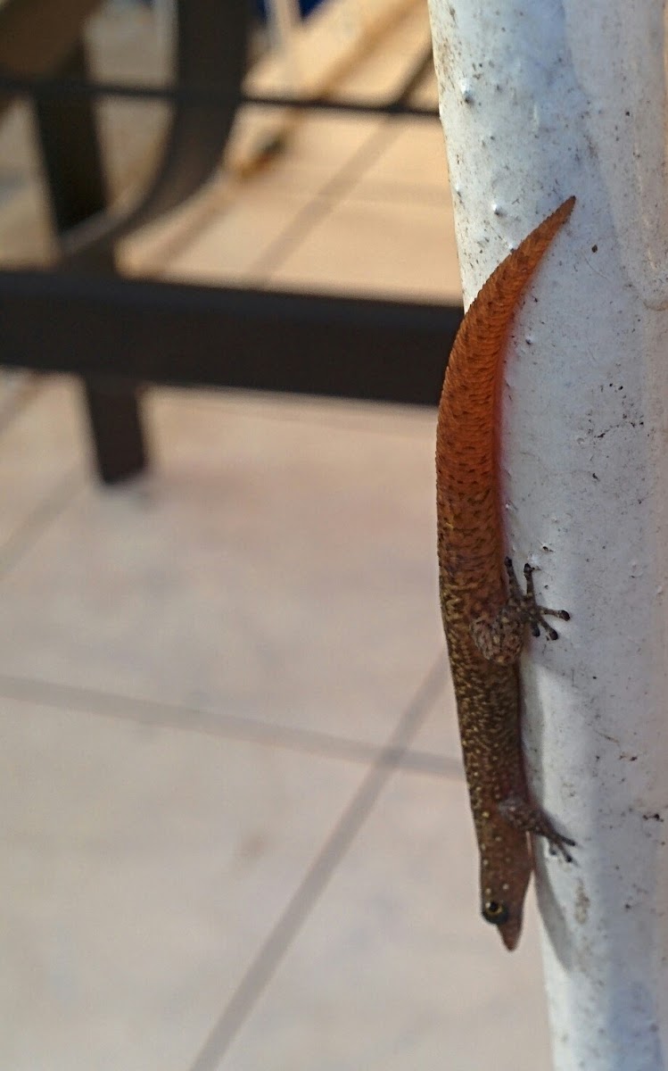 Jamaican stippled sphaero, ocellated gecko