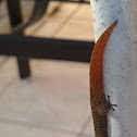 Jamaican stippled sphaero, ocellated gecko