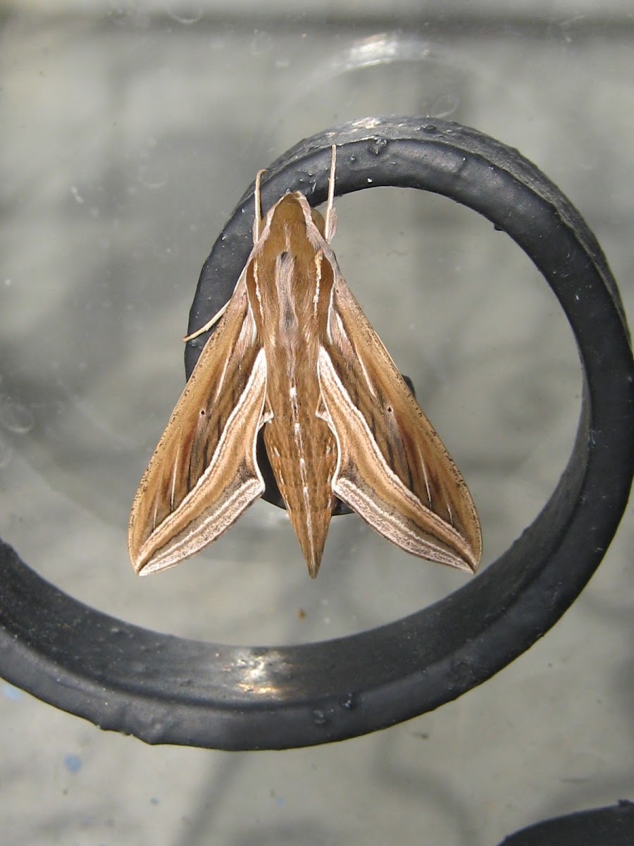 Silver-striped  Hawk-moth