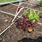 leaf lettuce red and green