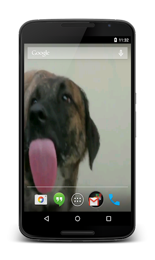 【免費個人化App】Dog Licks Screen Video LWP-APP點子