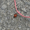 Ladybird / Lady beetle