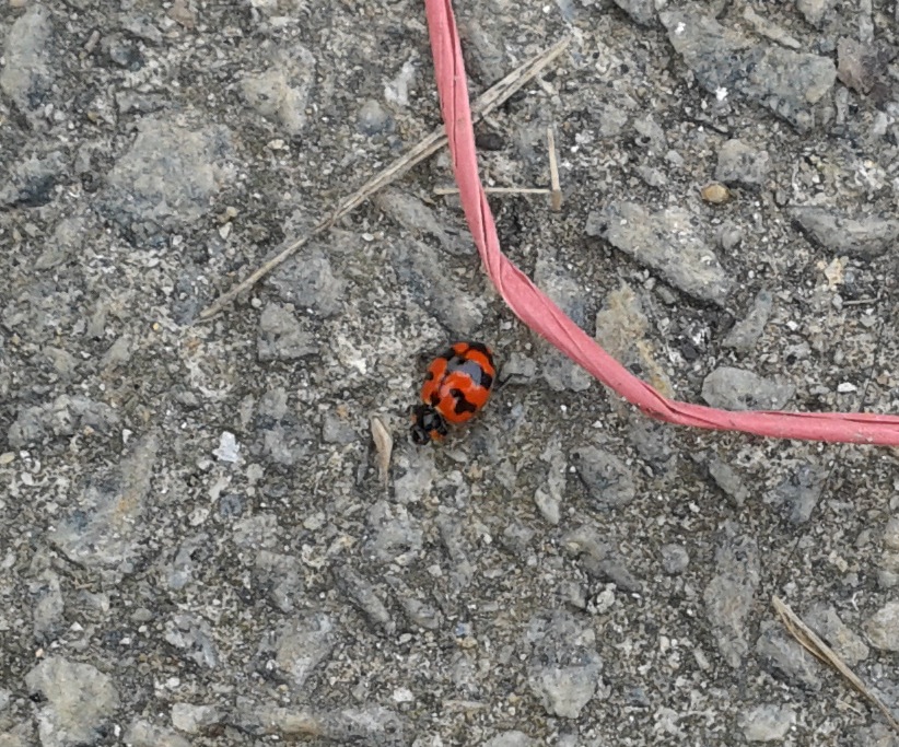 Ladybird / Lady beetle