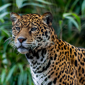 Really by Ken  Frischkorn - Animals Lions, Tigers & Big Cats