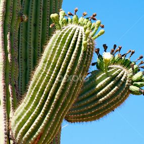 Sequaro Cactus, GREEN!  by Kathleen Koehlmoos - Nature Up Close Other plants