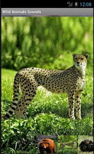 How to mod Wild Animals Sounds 1.0 mod apk for bluestacks
