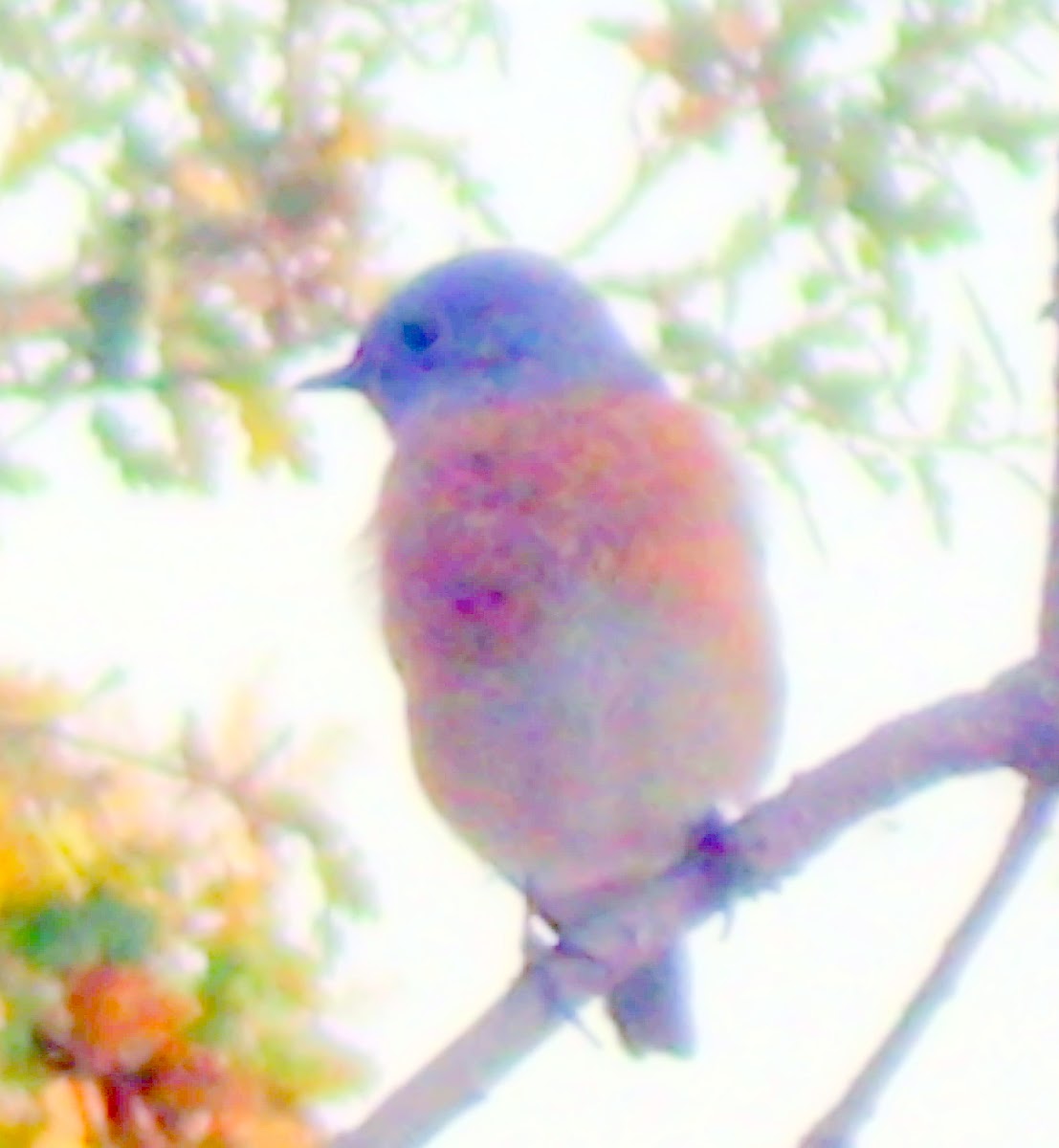 Western BLue Bird