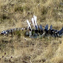 Skeletal remains of a cow