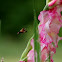 snoberry clearwing hummingbird moth